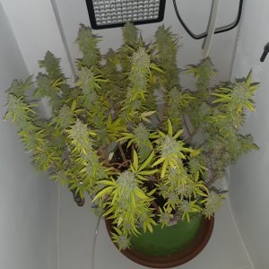 20221105_124339.jpg 20221105_124339.jpg