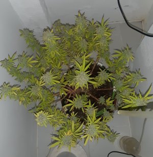 20221105_125209.jpg 20221105_125209.jpg