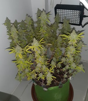 20221105_125333.jpg 20221105_125333.jpg