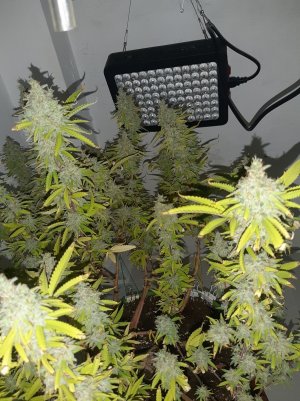 20221105_125226.jpg 20221105_125226.jpg