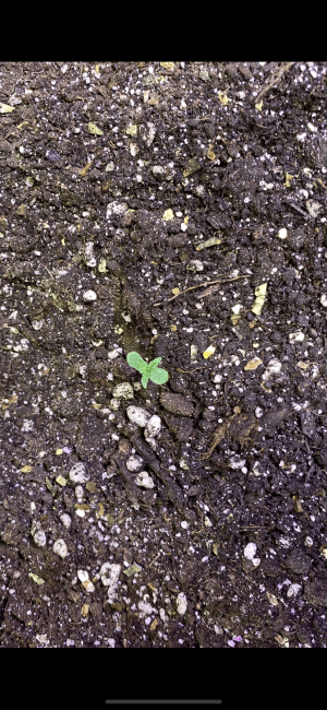 89AB9CA4-EB3F-4189-B4A7-F6ABA2606A56.png 89AB9CA4-EB3F-4189-B4A7-F6ABA2606A56.png