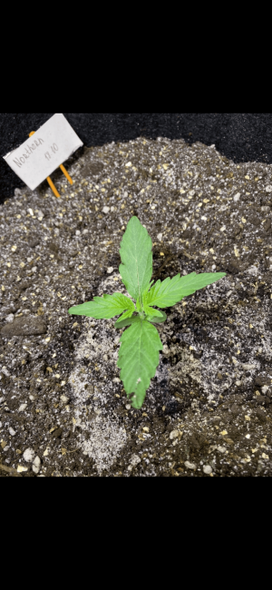 8DD08F0F-EFAC-46CE-96D7-D04EAC130F32.png 8DD08F0F-EFAC-46CE-96D7-D04EAC130F32.png