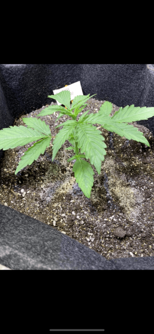 E85F105B-184D-4FDC-A7E8-24E5A66189E4.png E85F105B-184D-4FDC-A7E8-24E5A66189E4.png