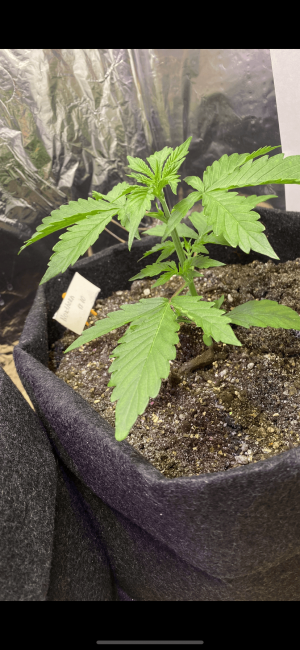 872C7858-F735-4872-981D-A3217A3E703E.png 872C7858-F735-4872-981D-A3217A3E703E.png