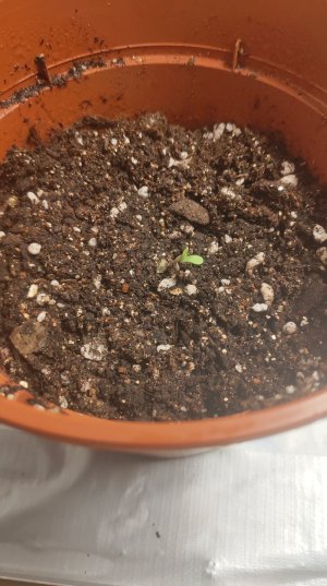 P21106-104441.jpg P21106-104441.jpg