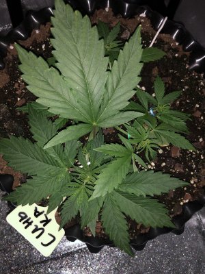 C2CB135B-1488-4F35-82A9-93831C155569.jpeg C2CB135B-1488-4F35-82A9-93831C155569.jpeg