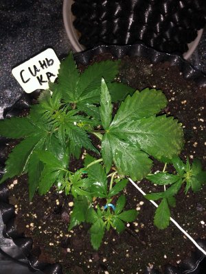 74A971EE-FCBD-453D-B765-7009DBC1928E.jpeg 74A971EE-FCBD-453D-B765-7009DBC1928E.jpeg