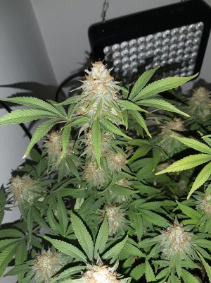 20221109_211408.jpg 20221109_211408.jpg