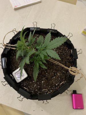 2F1427E4-6745-45EF-ADCC-1850FE6DE7CB.jpeg 2F1427E4-6745-45EF-ADCC-1850FE6DE7CB.jpeg