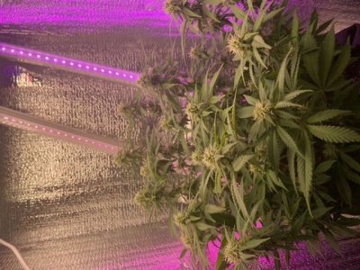 8D64946B-52E1-4151-8266-156453EFC32C.jpeg 8D64946B-52E1-4151-8266-156453EFC32C.jpeg