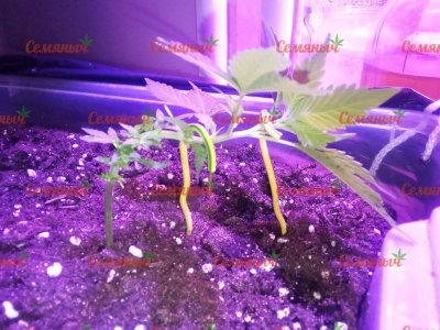 1938-wm-81723.19999998808_watermarked.jpg 1938-wm-81723.19999998808_watermarked.jpg