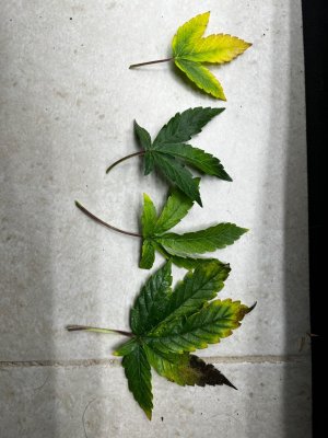 F6DB9B68-5AEC-4FCE-B885-69FBC7FF7D7E.jpeg F6DB9B68-5AEC-4FCE-B885-69FBC7FF7D7E.jpeg