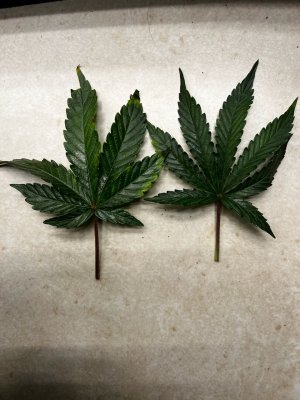 BBF6D076-7130-4192-A0E7-5B58394D4022.jpeg BBF6D076-7130-4192-A0E7-5B58394D4022.jpeg