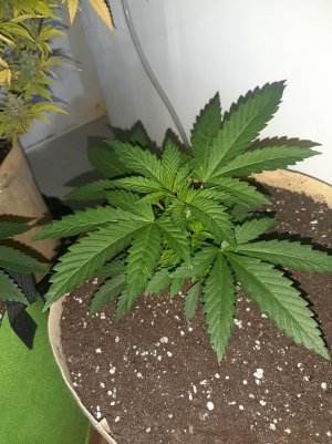 20221118_113835.jpg 20221118_113835.jpg