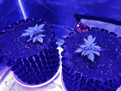 8BB6BC87-2600-48A5-B944-BB376F80EB1B.jpeg 8BB6BC87-2600-48A5-B944-BB376F80EB1B.jpeg