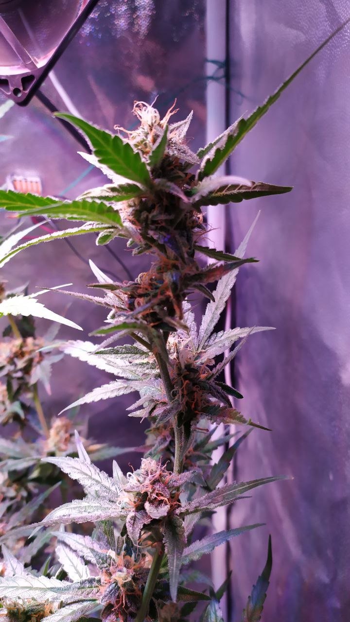 photo_2022-11-20_11-40-46 (4).jpg