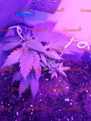 2144-wm-333758.799999997_watermarked.jpg 2144-wm-333758.799999997_watermarked.jpg