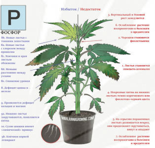 1 — копия.png