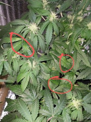 IMG_20221130_142917~2.jpg IMG_20221130_142917~2.jpg