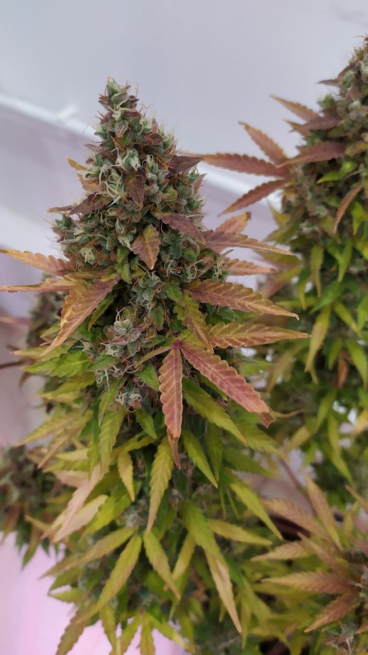 photo_2022-11-30_19-12-33 (2).jpg