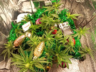 IMG_20221130_195935.jpg IMG_20221130_195935.jpg