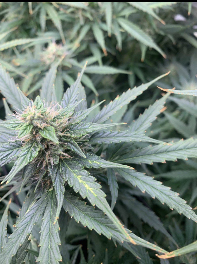 photo_2022-12-01_17-56-31.jpg photo_2022-12-01_17-56-31.jpg