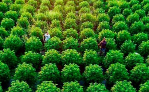 выращивание конопли выращивание конопли