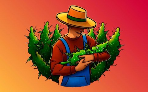 Все о макро- и микроэлементах конопли Все о макро- и микроэлементах конопли