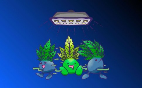 сорта конопли для одновременного грова сорта конопли для одновременного грова