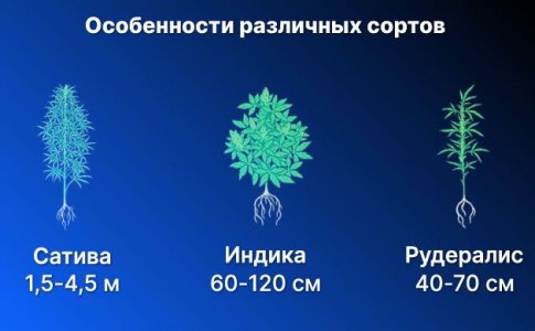 Основные различия разных сортов конопли Основные различия разных сортов конопли