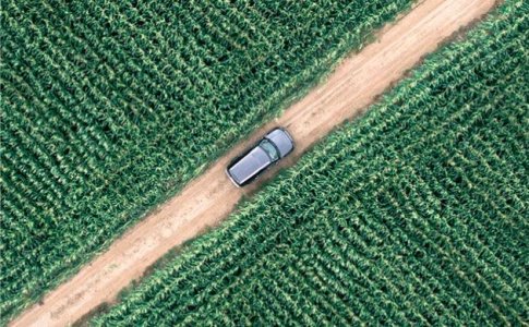 Техническая конопля