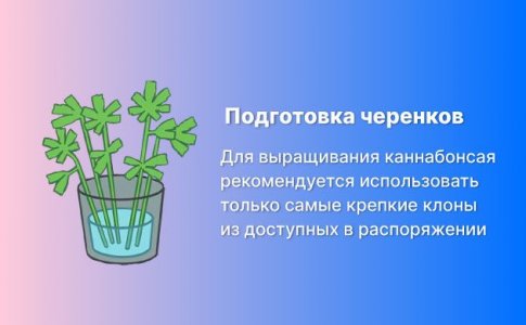 подготовка черенков подготовка черенков