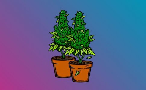 Выращивание конопли при световом режиме 12/12 от семки до харвеста Выращивание конопли при световом режиме 12/12 от семки до харвеста