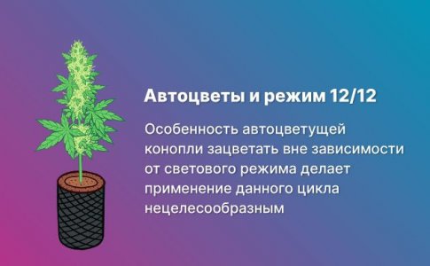 Автоцветы и 12/12 Автоцветы и 12/12