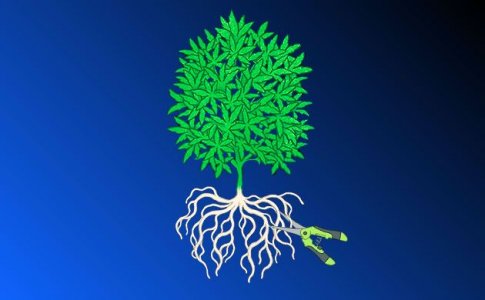 Что такое обрезка корней конопли?