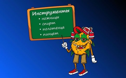 Инструменты и рекомендации для обрезки корней каннабиса