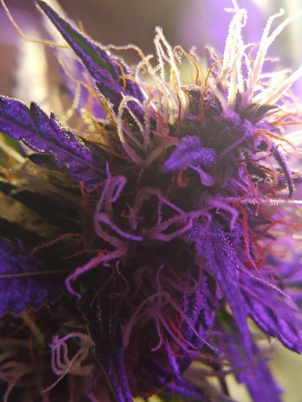 photo_2022-12-06_20-54-17.jpg photo_2022-12-06_20-54-17.jpg