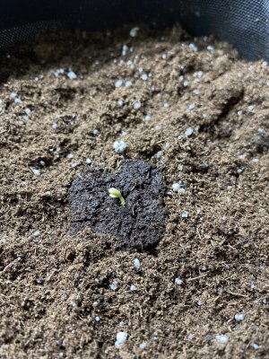 4512E01F-92A4-4330-8333-2D50CF265EB6.jpeg 4512E01F-92A4-4330-8333-2D50CF265EB6.jpeg