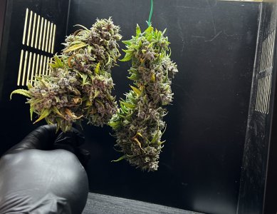 513ACEF6-B759-4E60-BEC6-AD7B8B709990.jpeg 513ACEF6-B759-4E60-BEC6-AD7B8B709990.jpeg