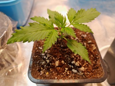 20221212_172629.jpg 20221212_172629.jpg