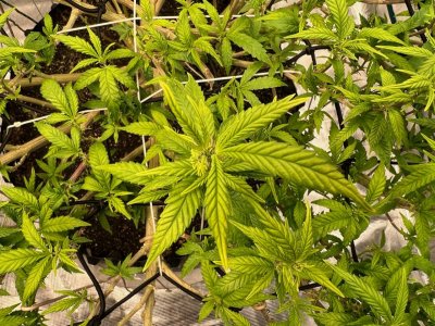 DEA383E8-9085-41A8-AC70-2680626DCCF6.jpeg DEA383E8-9085-41A8-AC70-2680626DCCF6.jpeg