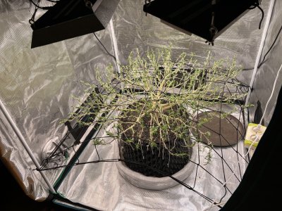 0A107360-BB5D-4121-A646-AC0F6360D9D8.jpeg 0A107360-BB5D-4121-A646-AC0F6360D9D8.jpeg