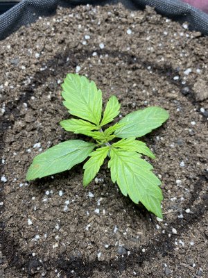 0A278EEF-BB36-47C0-9C64-E3DF89FCF8AA.jpeg 0A278EEF-BB36-47C0-9C64-E3DF89FCF8AA.jpeg