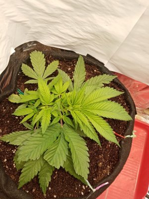 IMG_20221218_095129.jpg IMG_20221218_095129.jpg