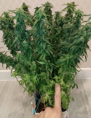 imgonline-com-ua-dexiffNMR9ROdrNnK.jpg.d137a34a9857a9b5dc88f2533b6bb38c.jpg imgonline-com-ua-dexiffNMR9ROdrNnK.jpg.d137a34a9857a9b5dc88f2533b6bb38c.jpg