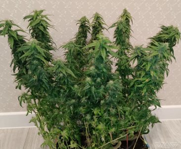 imgonline-com-ua-dexifryseK5BKqOKL.jpg.8144da6286cca13446920c1e6b51389c.jpg imgonline-com-ua-dexifryseK5BKqOKL.jpg.8144da6286cca13446920c1e6b51389c.jpg