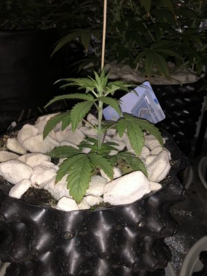 IMG_7440.JPG IMG_7440.JPG