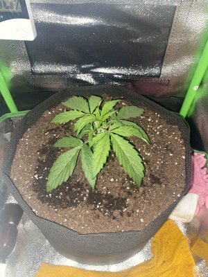 FE7059EE-7661-4871-9D8C-586BAD9815FC.jpeg FE7059EE-7661-4871-9D8C-586BAD9815FC.jpeg