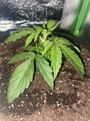 E18B019A-1322-4F5C-BC5E-544187BFC94F.jpeg E18B019A-1322-4F5C-BC5E-544187BFC94F.jpeg