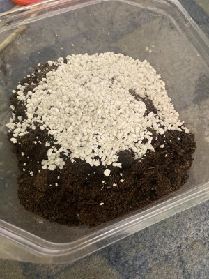 0F2AFFF2-9F92-4A63-9BD4-25C69CFD8768.jpeg 0F2AFFF2-9F92-4A63-9BD4-25C69CFD8768.jpeg